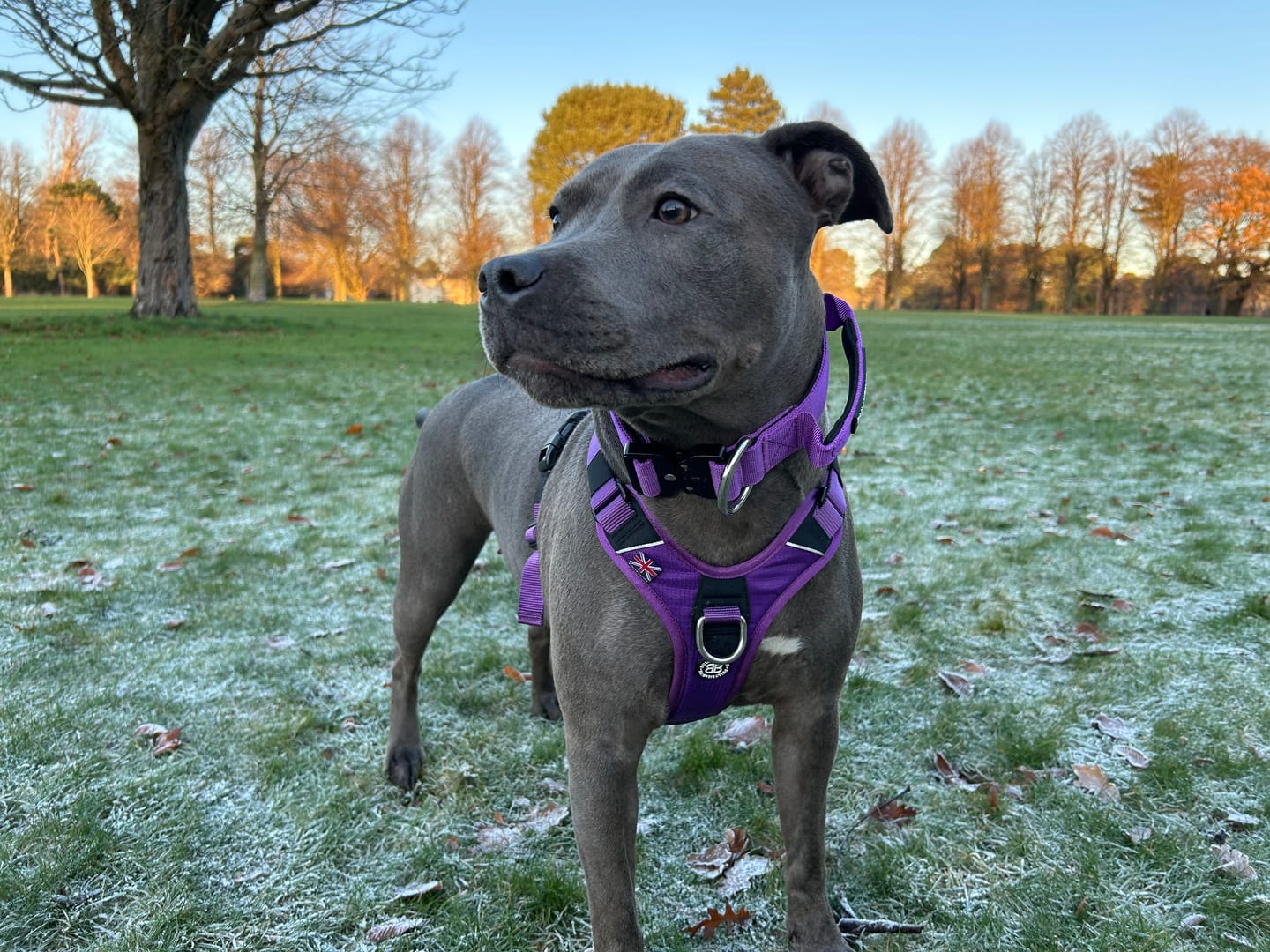 Customer photo review of 4cm Combat® Collar | With Handle & Rated Clip - Purple v2.0
