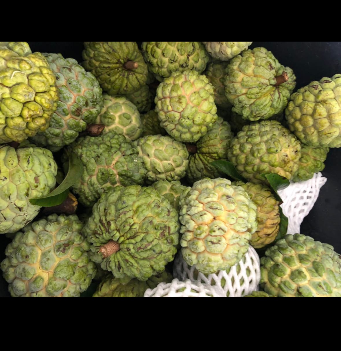 Customer photo review of Sugar Apple (Sweetsop) Box *Pre-Order*