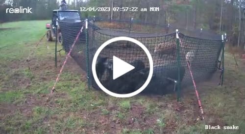 Customer video review of Pig Brig Trap System