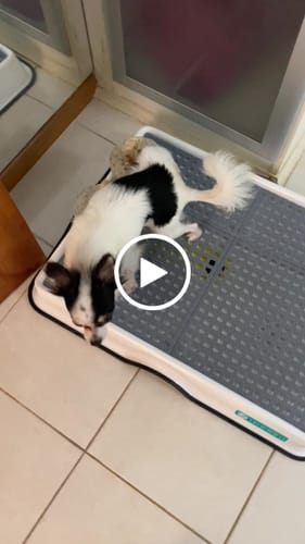 Customer video review of Weasy Cão