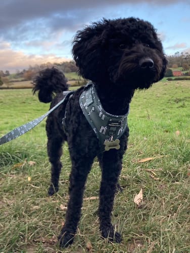 Customer photo review of Adjustable Harness – Gregory The Giraffe