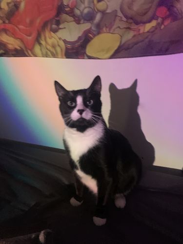 Customer photo review of The Sunset Lamp™