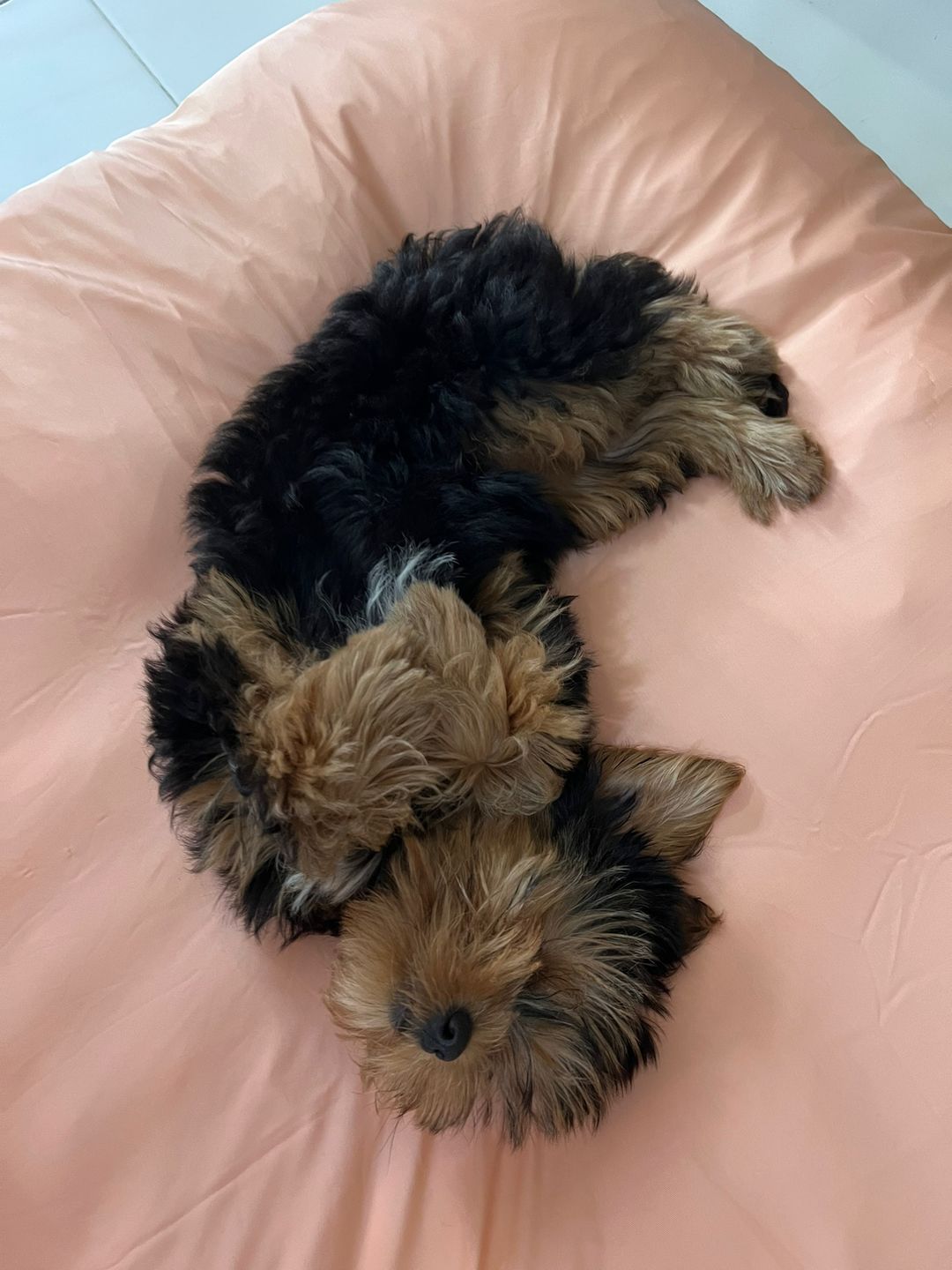 Customer photo review of Sleeping Blanket