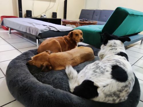 Customer photo review of Cama Antiestrés Para Perros