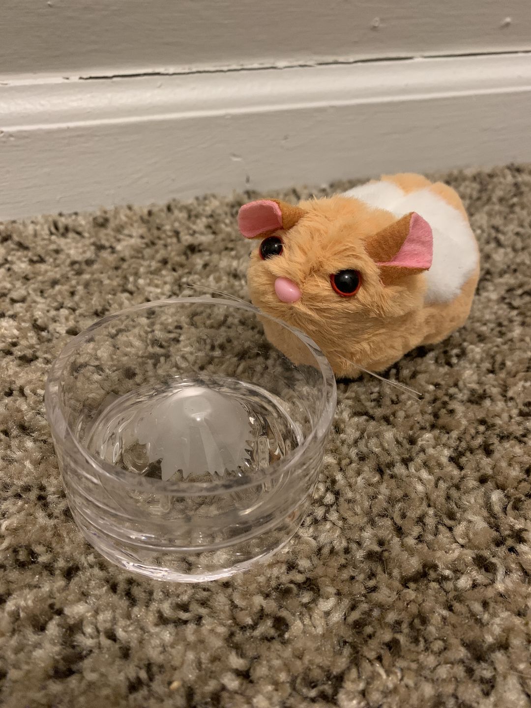 Customer photo review of Niteangel Hamster Feeding & Water Bowls - Small Animal Glass Drinking Bowls for Dwarf Syrian Hamsters Gerbils Mice Rats or Other Similar-Sized Small Pets