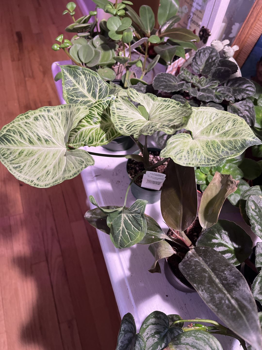 Customer photo review of 3" Syngonium podophyllum 'Batik'