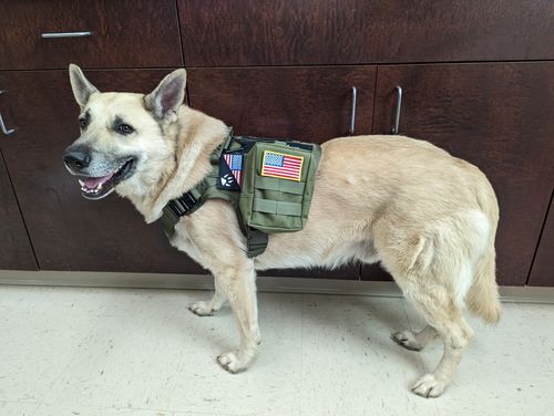 Customer photo review of Classic Heavy-Duty Tactical No-Pull Team K9™ Dog Harness With Front & Back D-Rings, Quick-Release Metal-Buckles, Hook & Loop Panels, & Top Handle