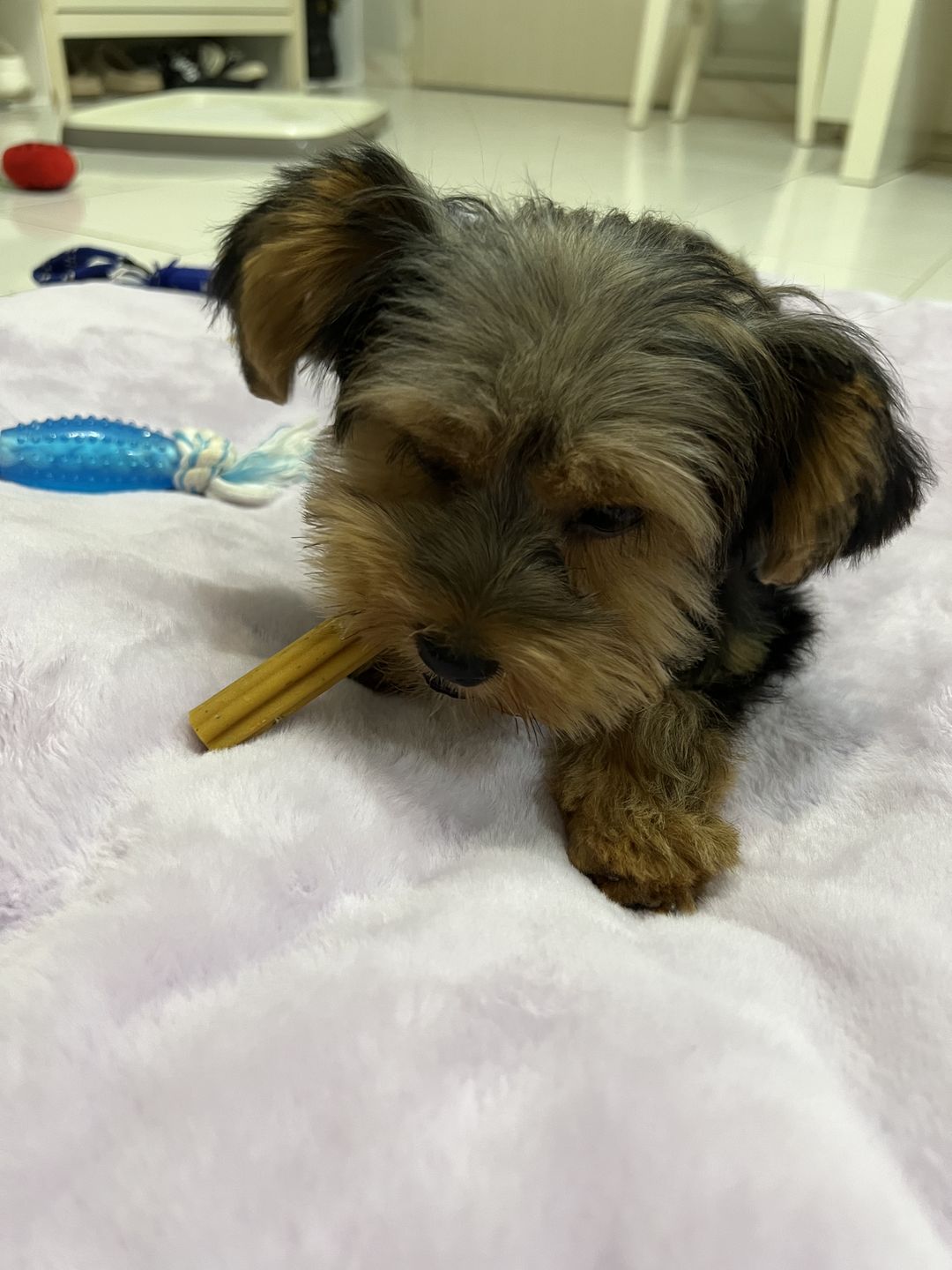 Customer photo review of Dental Chew