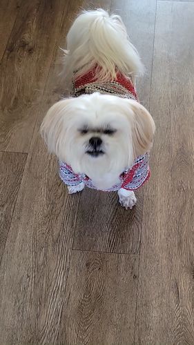 Customer photo review of Playa Poncho - Surprise Color