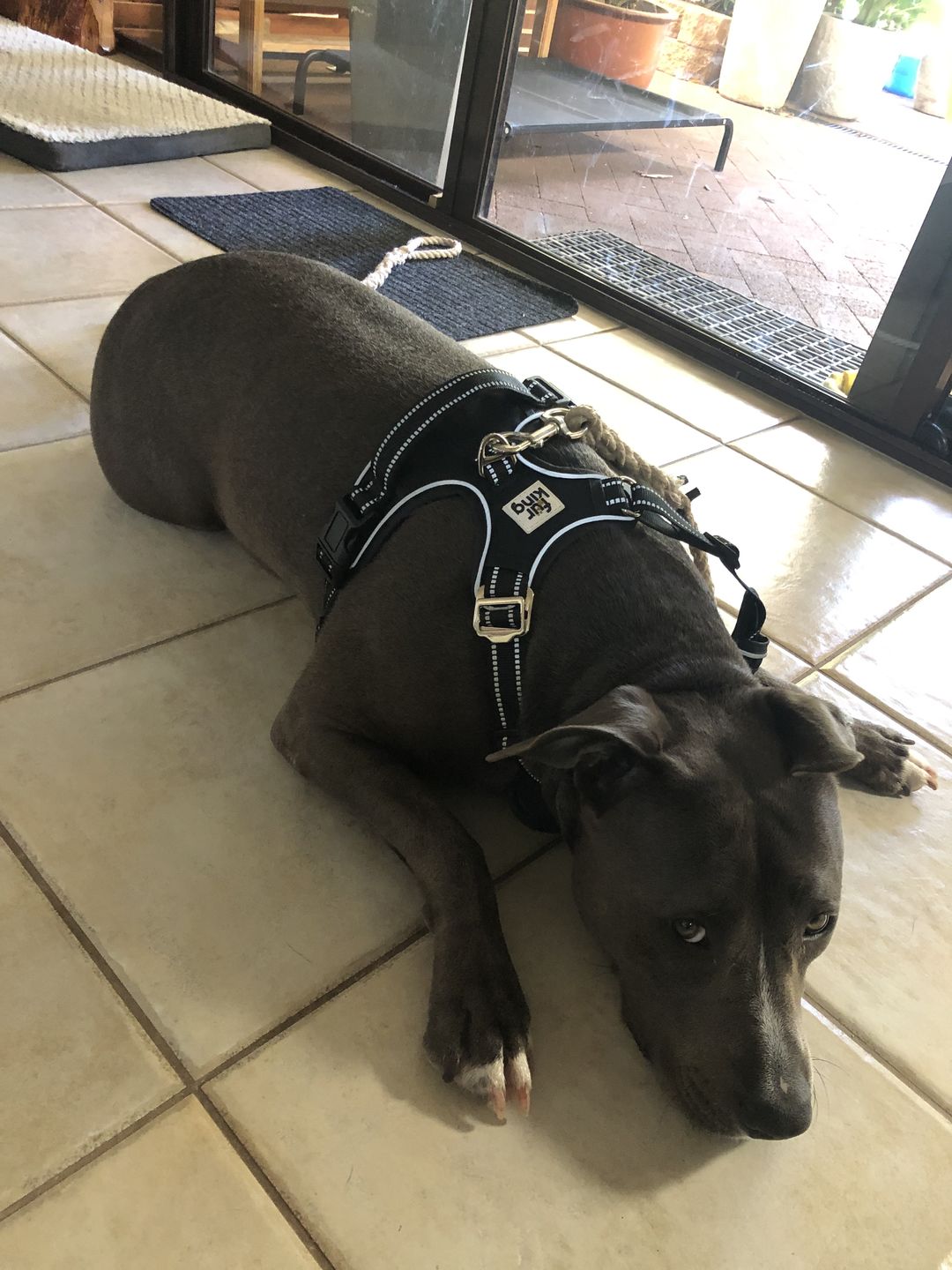 Customer photo review of Fur King Ultimate No Pull Dog Harness