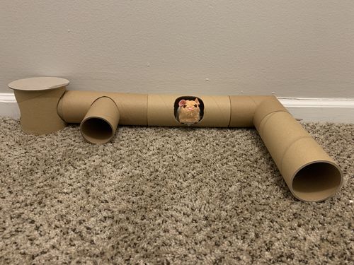 Customer photo review of Niteangel Hamster Cardboard Paper Tunnel Set - DIY & Build Unique Tube Burrow as Hideout for Small Sized Animals Like Hamsters Mouse Gerbils Mice