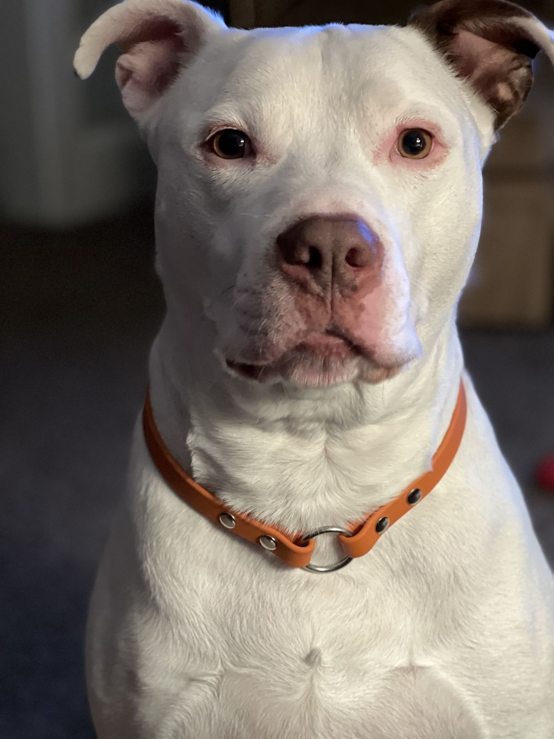 Customer photo review of House Collar