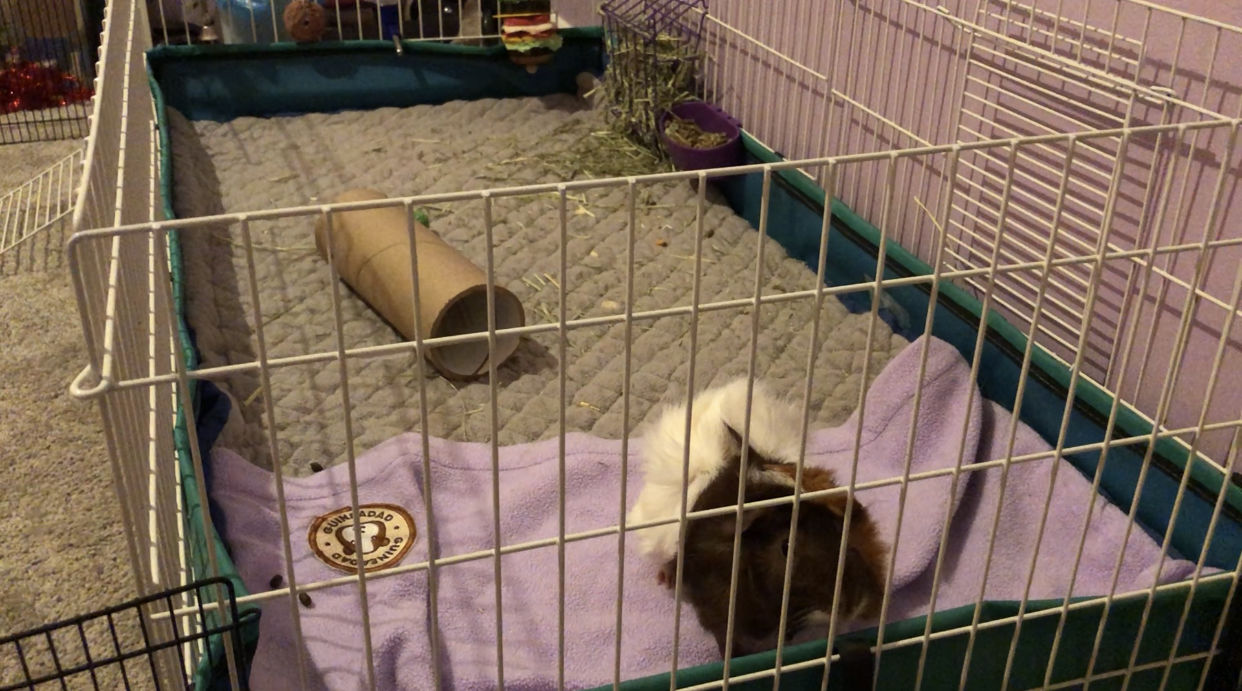 Customer photo review of GuineaDad Liner - Guinea Pig Fleece Liner with Pockets