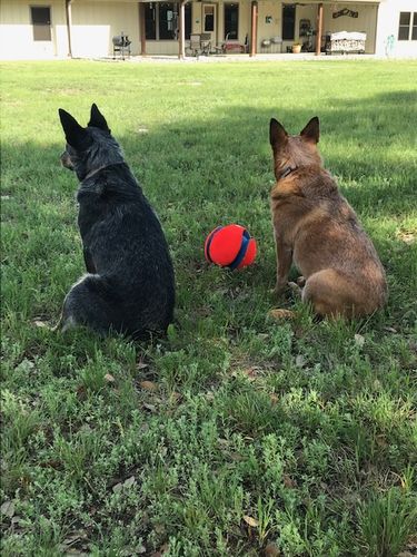 Customer photo review of Canine Cush Hip & Joint Chews
