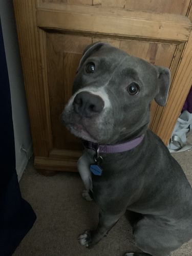 Customer photo review of Blue Silicone