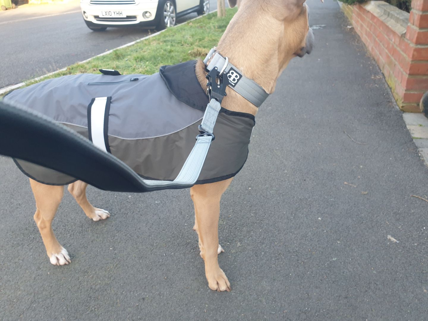 Customer photo review of 4cm Combat® Collar | Rated Clip - NO HANDLE - Metal Grey v2.0