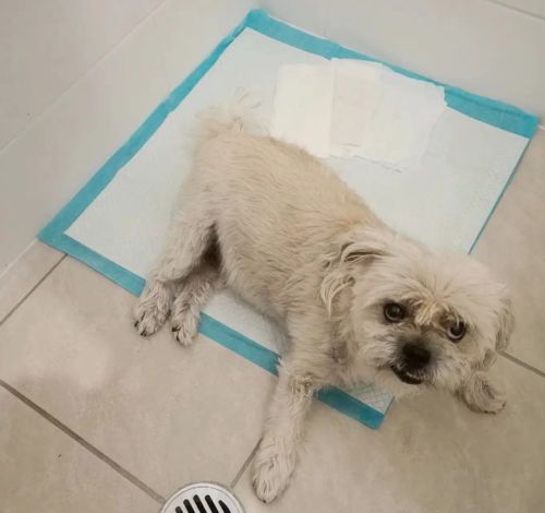 Customer photo review of Thickened Puppy Training Pads