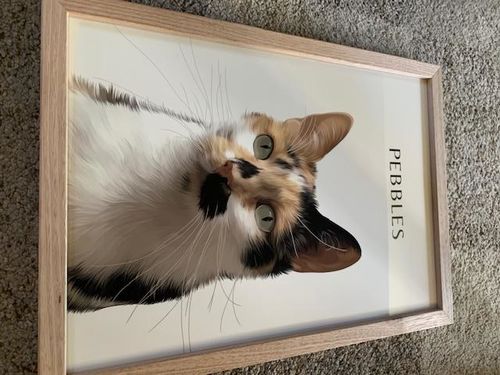 Customer photo review of One-Pet Portrait
