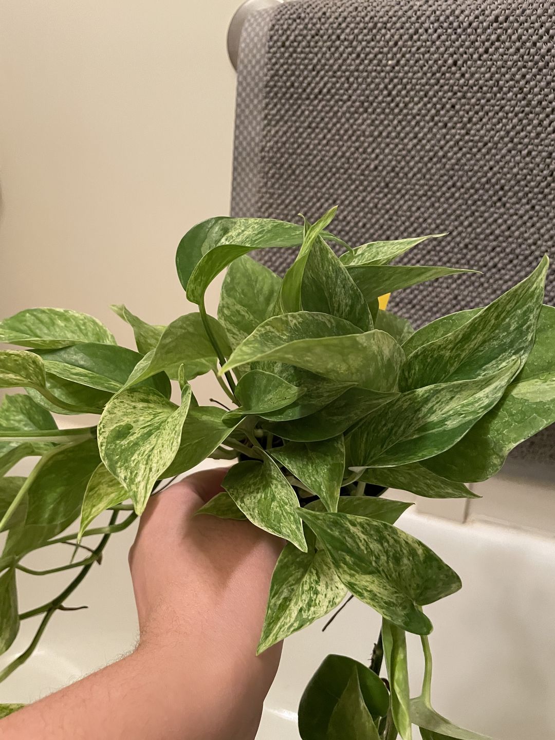 Customer photo review of 4" Pothos Epipremnum aureum 'Marble Queen'