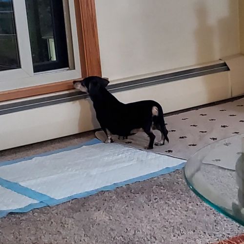 Customer photo review of Thickened Puppy Training Pads