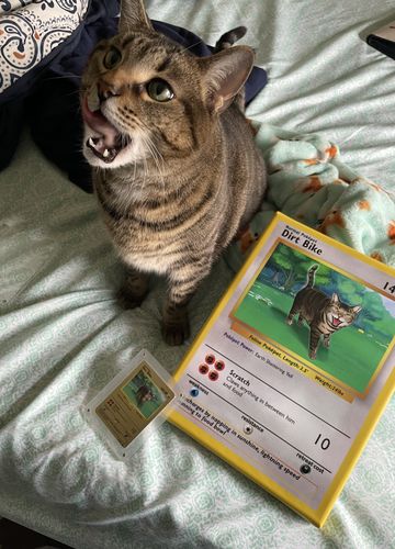 Customer photo review of Number of Pokepets and Trainers