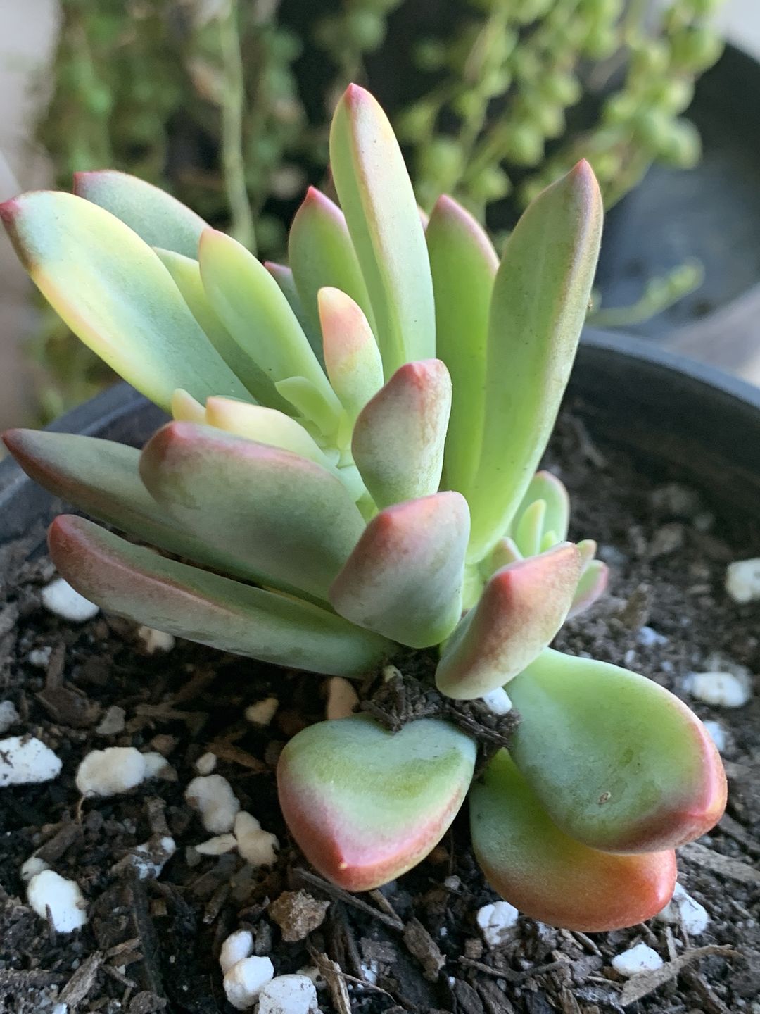 Customer photo review of Echeveria manaudes variegated
