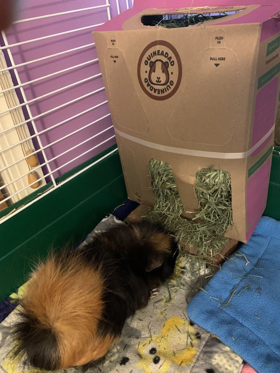 Customer photo review of GuineaDad Hay Box (3 Pack) - Orchard - Micro-Filtered Guinea Pig Hay