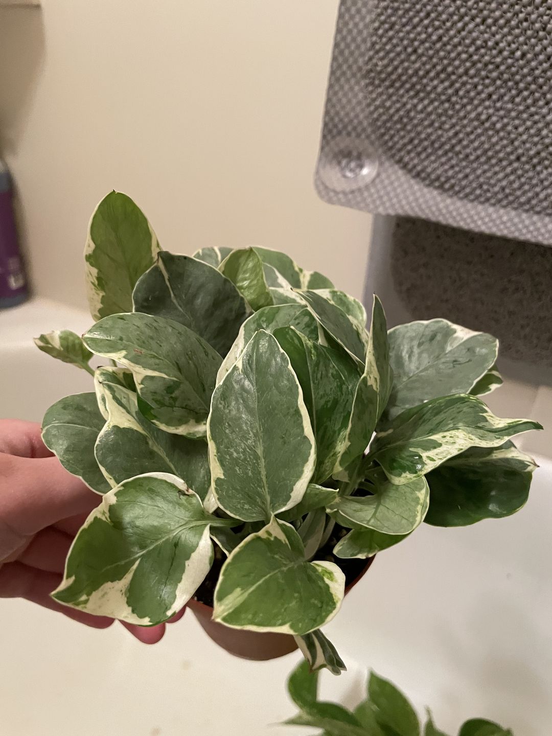 Customer photo review of 4" Pothos Epipremnum aureum 'Pearls and Jade'