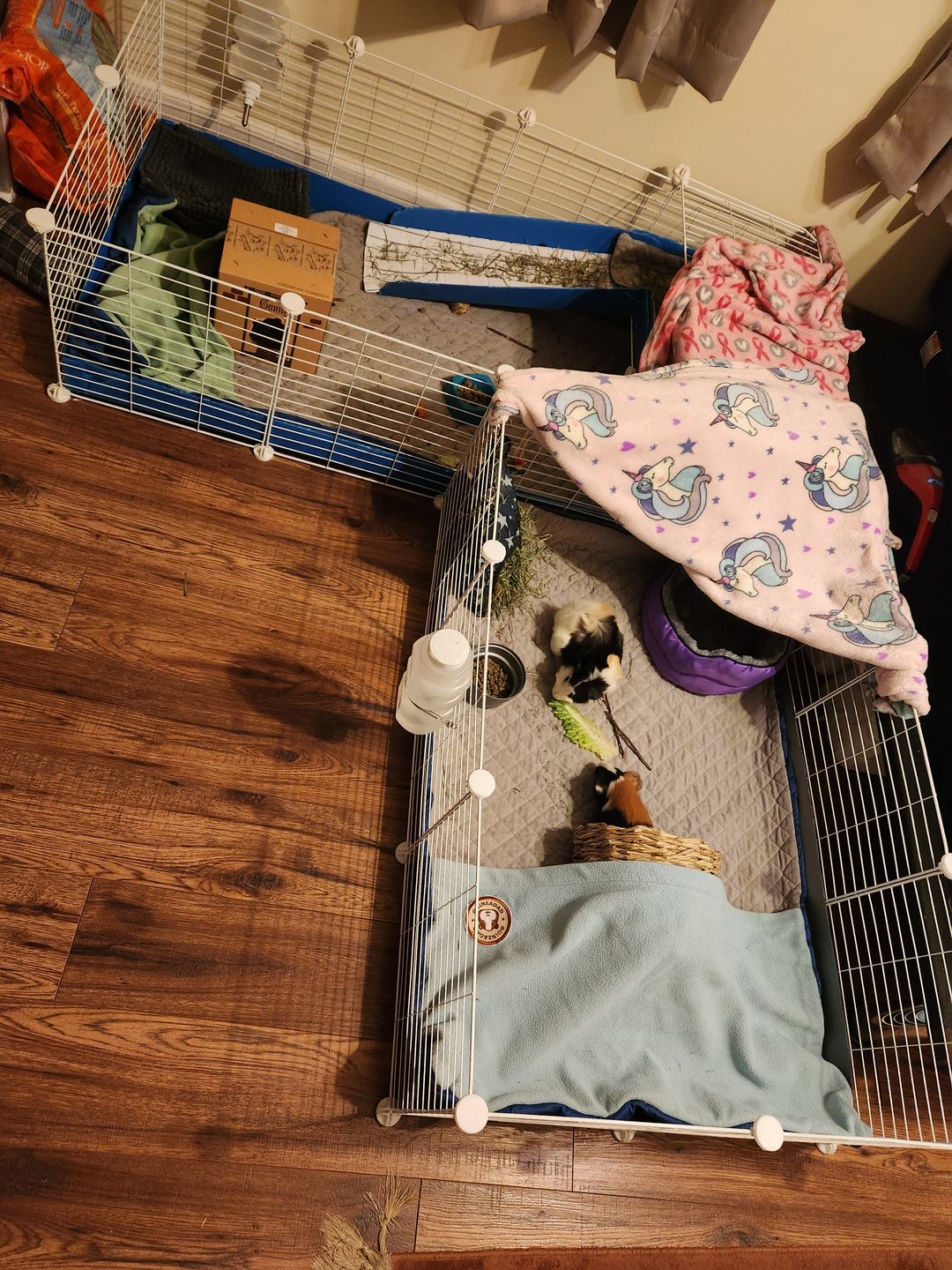 Customer photo review of GuineaDad Liner - Guinea Pig Fleece Liner with Pockets