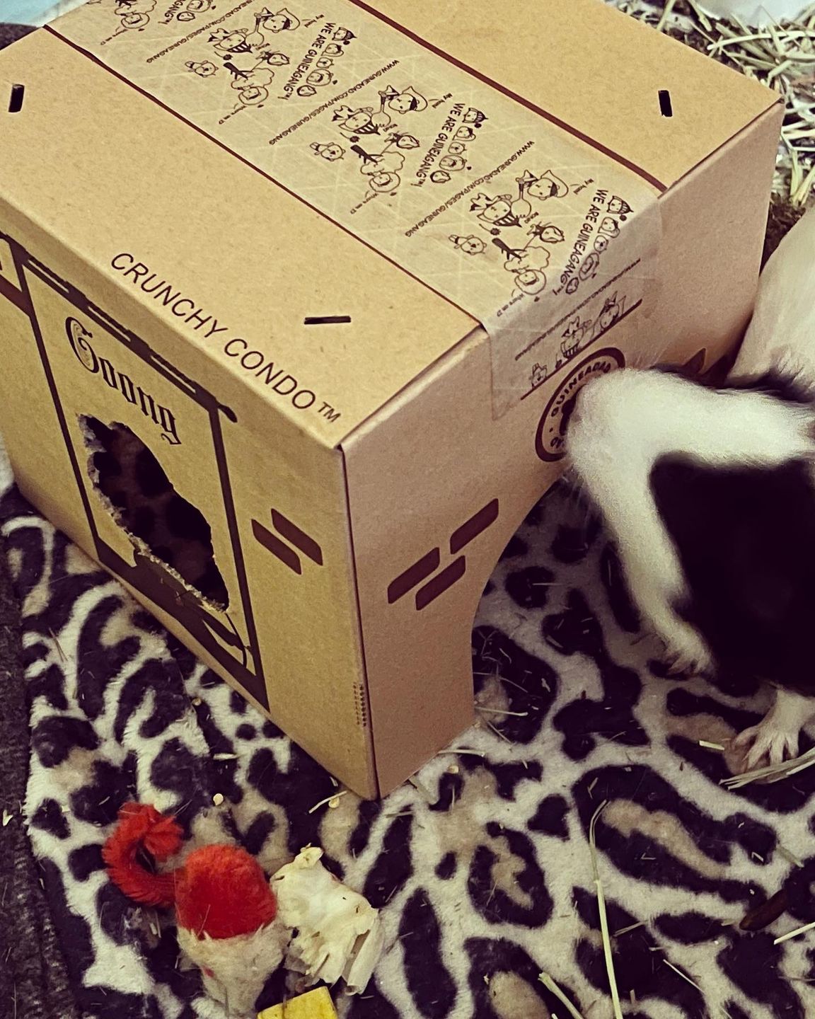 Customer photo review of GuineaDad Crunchy Condo (Pack of 3) - Guinea Pig Toy - Safe and Fun