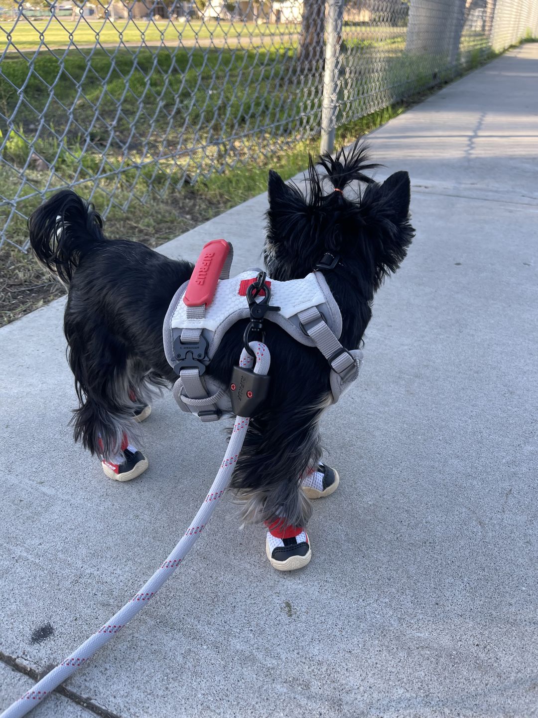 Customer photo review of Commuter Harness and Leash Set