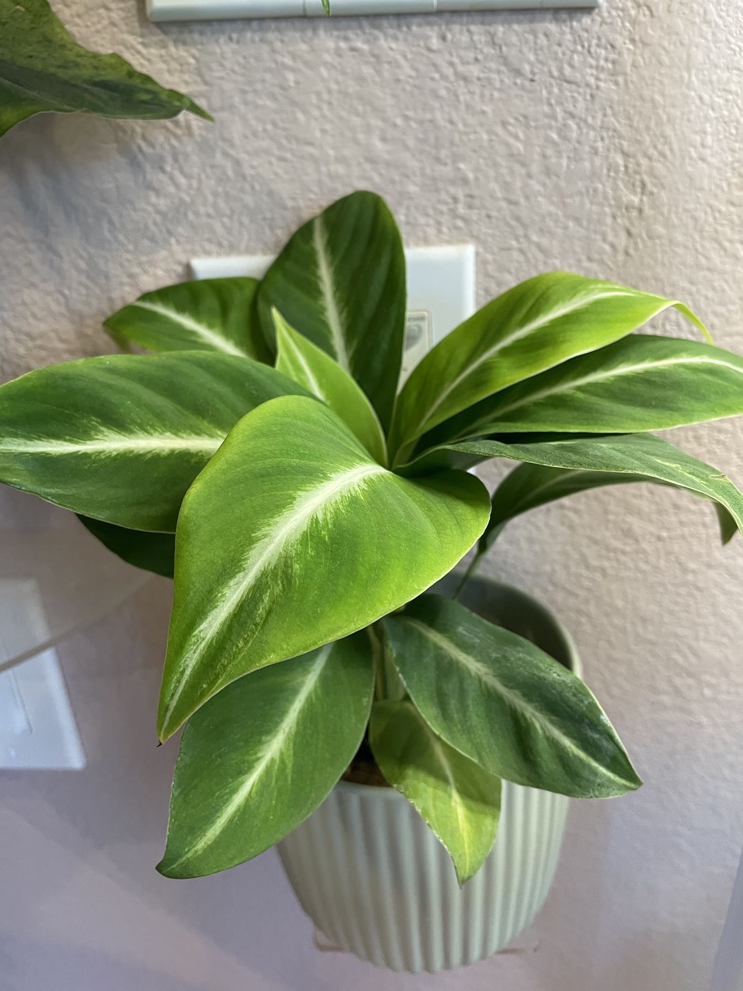 Customer photo review of 4" Spathiphyllum 'Silver Streak'