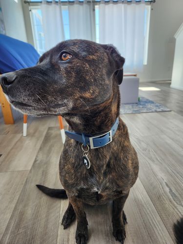 Customer photo review of Black