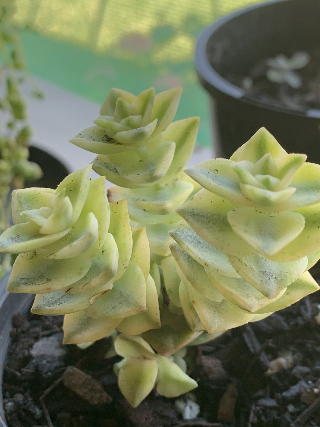 Customer photo review of Crassula perforata variegated