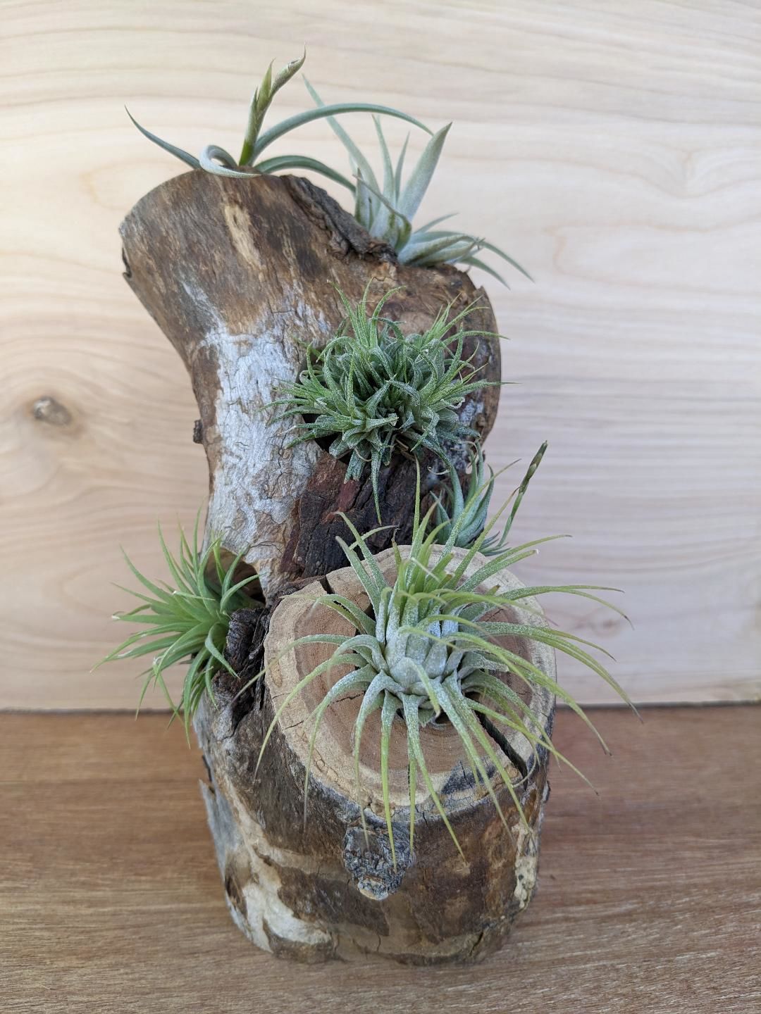 Customer photo review of B Quality Ionantha Variety 3 Pack  ($0.75 Per Plant)