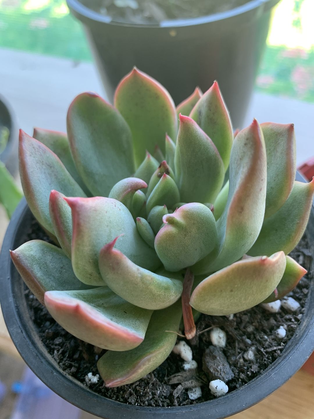Customer photo review of Echeveria agavoides 'Floridity'