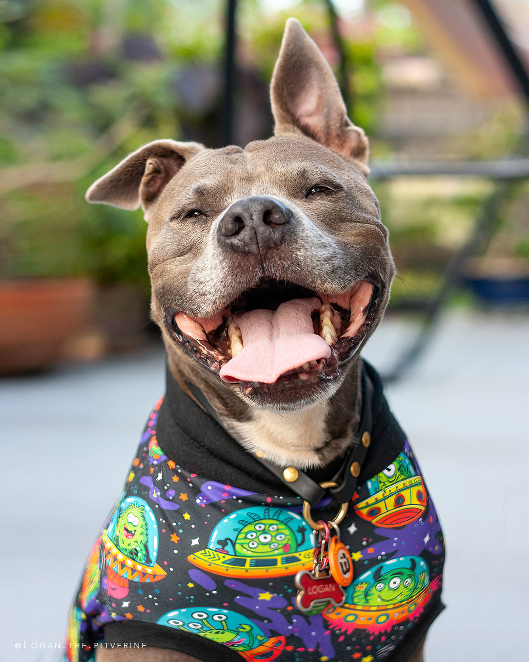Customer photo review of House Collar