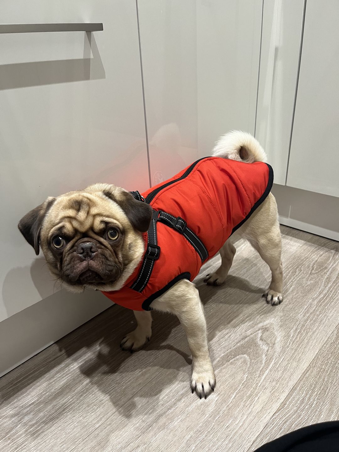Customer photo review of FurryKing™ 3 in 1 Winter Jacket