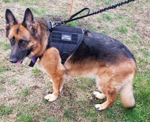 Customer photo review of Classic Heavy-Duty Tactical No-Pull Team K9™ Dog Harness With Front & Back D-Rings, Quick-Release Metal-Buckles, Hook & Loop Panels, & Top Handle