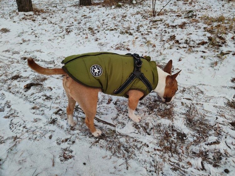 Customer photo review of FurryKing™ 3 in 1 Winter Jacket