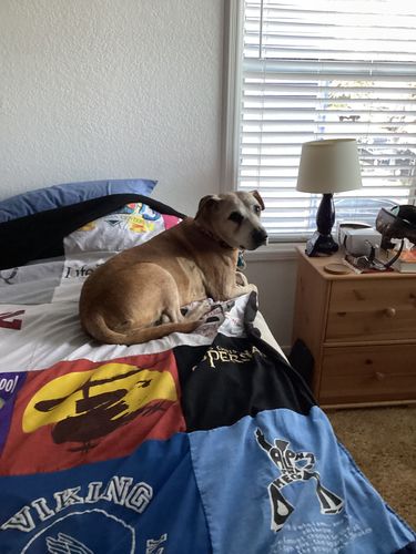 T-shirt quilt with dogs, gaming themes by Donna from CA