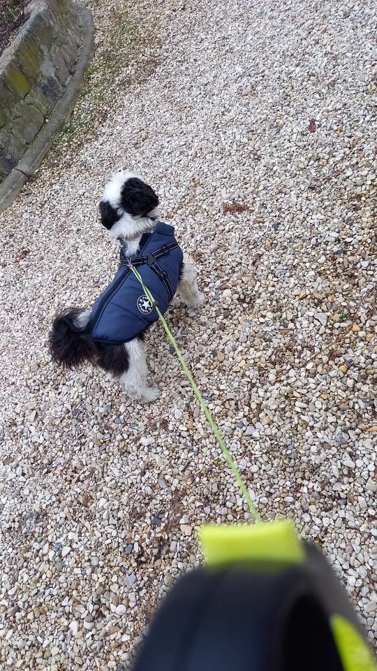 Customer photo review of FurryKing™ 3 in 1 Winter Jacket