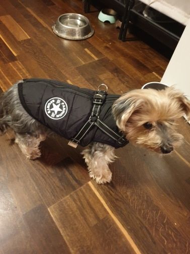 Customer photo review of FurryKing™ 3 in 1 Winter Jacket