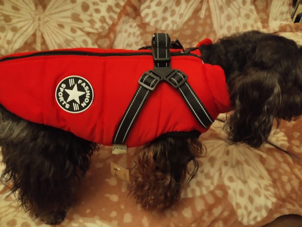 Customer photo review of FurryKing™ 3 in 1 Winter Jacket