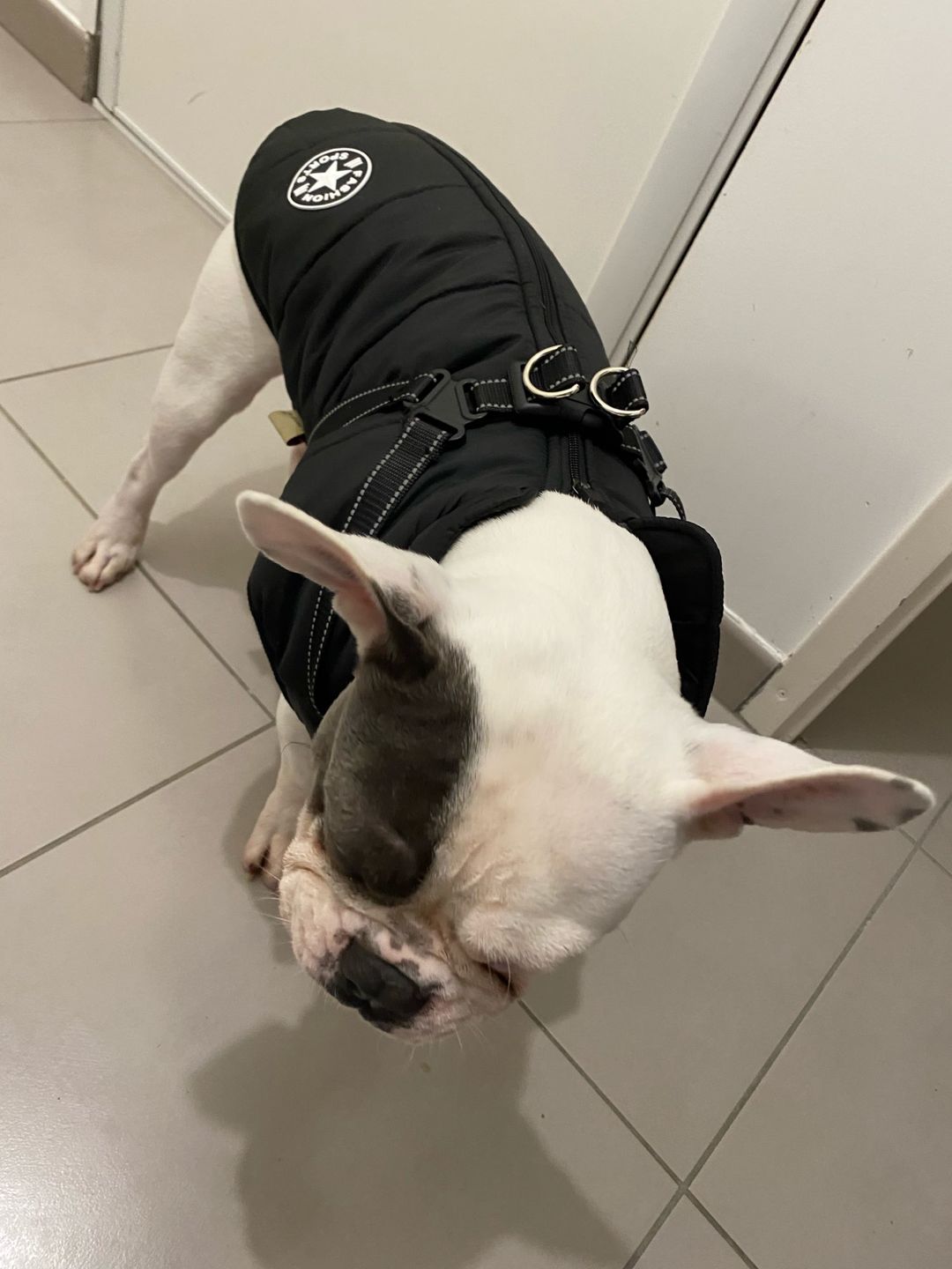 Customer photo review of FurryKing™ 3 in 1 Winter Jacket