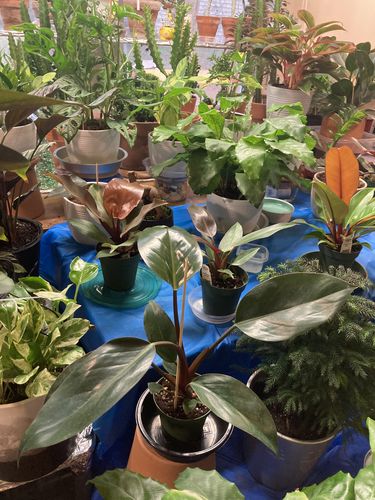 Customer photo review of 4" Philodendron 'Rojo Congo'