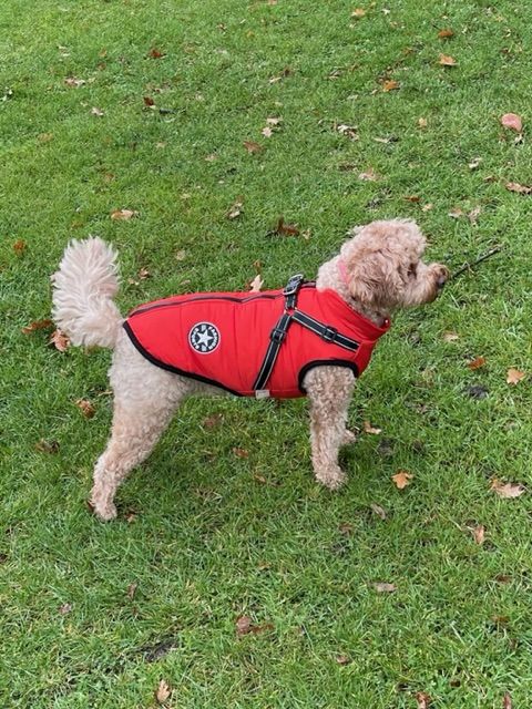 Customer photo review of FurryKing™ 3 in 1 Winter Jacket