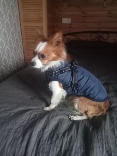 Customer photo review of FurryKing™ 3 in 1 Winter Jacket