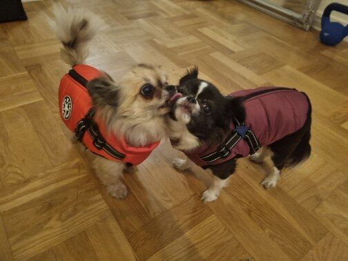 Customer photo review of FurryKing™ 3 in 1 Winter Jacket