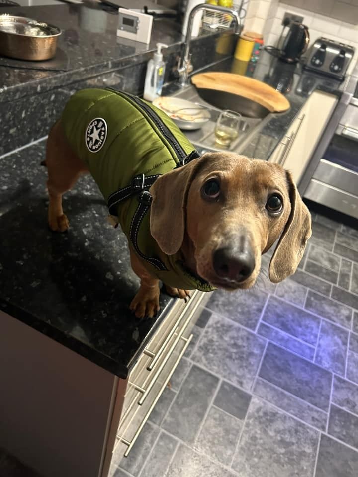 Customer photo review of FurryKing™ 3 in 1 Winter Jacket